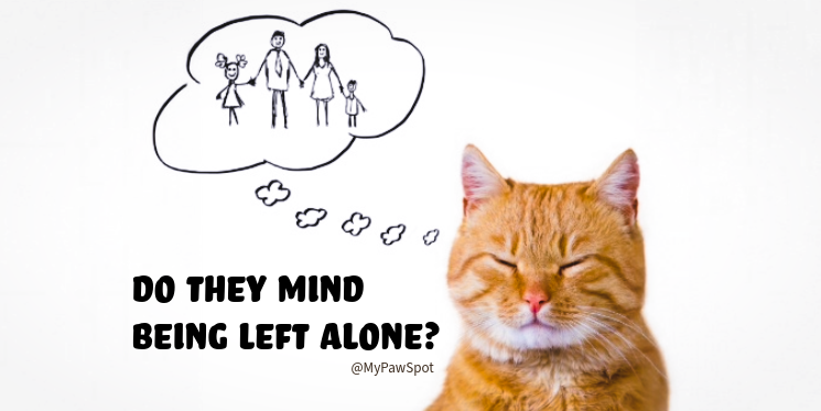Do cats mind being left alone_mypawspot