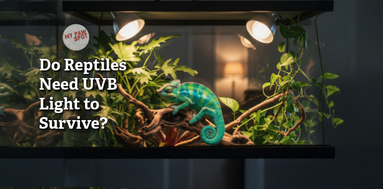 Reptiles need UVB_mypawspot