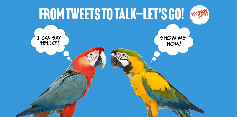 Teachyourparrottotalk_mypawspot