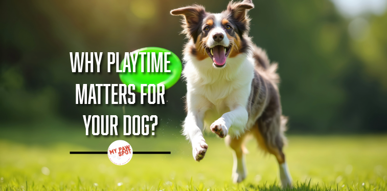 playtimefordogs_mypawspot